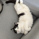 Image for article titled The Cats Of Kotaku